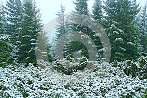 Coniferous wood in mountains. Forest with fir-trees after first snow in year