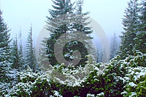 Coniferous wood in mountains. Forest with fir-trees after first snow in year