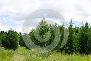 Coniferous wood in summertime on blue cloudy sky background. Bright summer