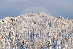 Coniferous woodland after snowstorm is covered with fluffy snow. Trees for backdrop of fairy tale