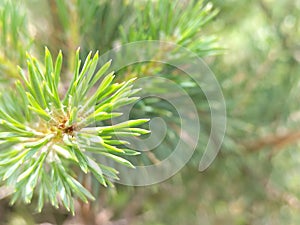 Conifers, coniferous forest, pine forest, branches, macro