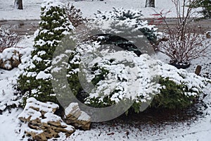Conifers covered with snow in the rock garden in January