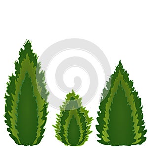 Conifers of different shapes, three kinds of conifers - tui, cypress, juniper. Piramidal, candle and drop shape