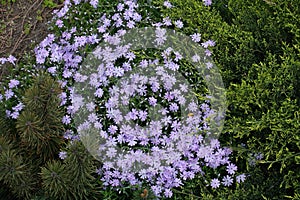 Conifers and flowering Phlox subulata in rock garden in spring