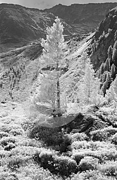 Conifers in Foreground photo