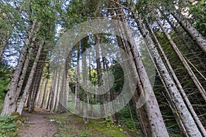 Conifers forest from the French Alps photo