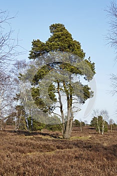 Conifers into heathland in spring