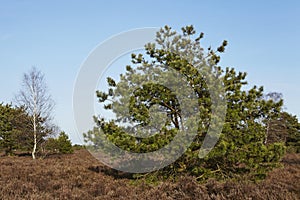 Conifers into heathland in spring