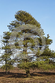 Conifers into heathland in spring