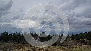 Conifers and meadow in black forest