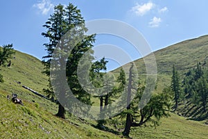 Conifers in the mountains