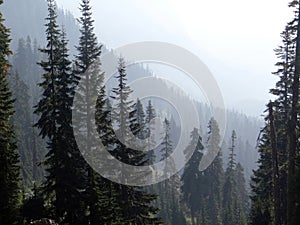 Conifers on a ridge photo