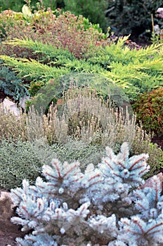 Conifers in the rock garden