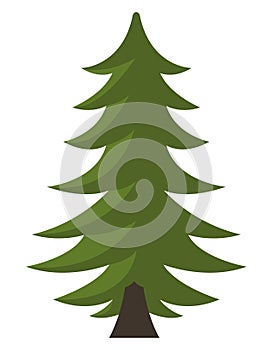 coniferus pine tree plant
