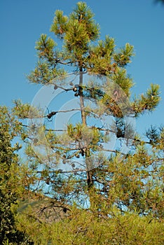 A coniferus tree