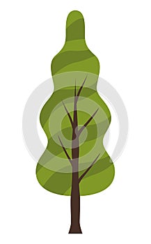 coniferus tree plant