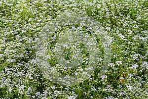 Conium maculatum, colloquially known as hemlock, poison hemlock or wild hemlock, is a highly poisonous biennial herbaceous photo