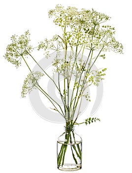 Conium maculatum  hemlock or poison hemlock in a glass vessel on a white background photo