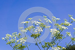 Conium maculatum (hemlock or poison hemlock) is a highly poisonous flowering plant, native to Europe and North Africa, and