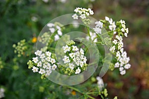 Conium maculatum or poison hemlock, is a highly poisonous biennial herbaceous flowering plant in the carrot family Apiaceae, nativ photo