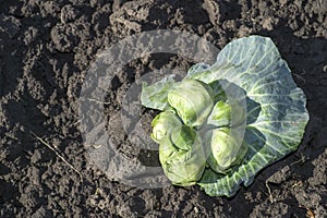 Conjoined heads of white cabbage close-up on a large cabbage leaf lie on the ground