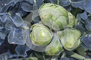 Conjoined small heads of white cabbage close-up on the background of cabbage leaves