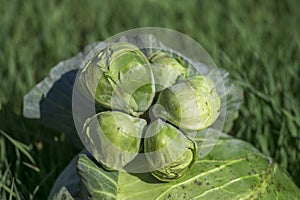 Conjoined small heads of white cabbage close-up lie on a large cabbage head against the background of green sprouts