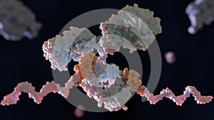 Conjugal of DNA to primary antibodies with protein G and linker photo