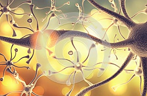 Conjugation of neural nerves of human brain