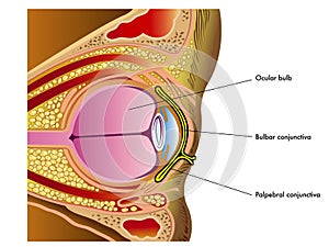 Conjunctiva photo