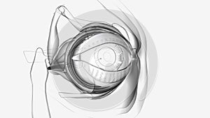 The conjunctiva is a thin, clear membrane that protects your eye