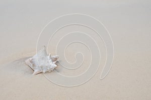 Conk shell on white sand beach - copy pace