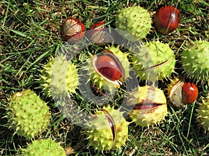 Conker