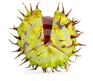 Conker in Husk