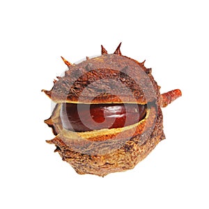 Conker in husk