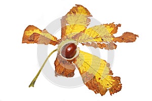 Conker on leaf