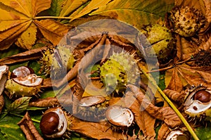 Conker and leaves