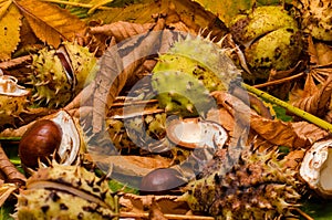 Conker and leaves
