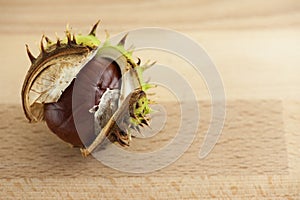 Conker in shell
