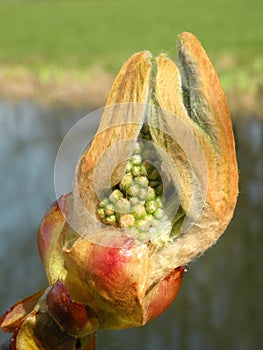 Conker tree bud