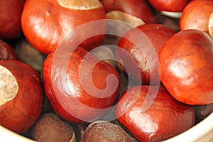 Conkers