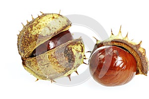 Conkers