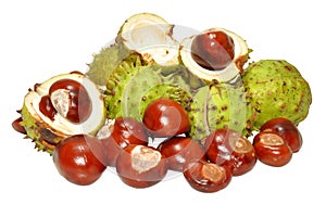 Conkers