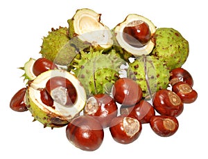 Conkers