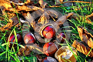 Conkers