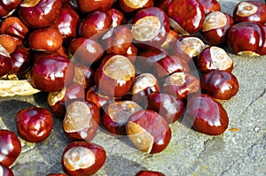 Conkers