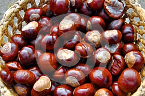 Conkers