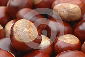Conkers