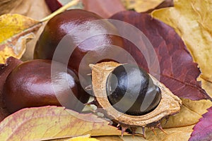 Conkers