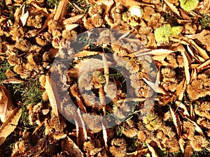 Conkers and Autumn leaves